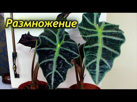 Как успешно размножить Алоказию в домашних условиях! Способы размножения Алоказии!