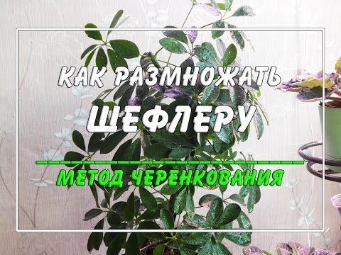 Как размножать шеффлеру? ☀️🍀 Метод размножения черенками.