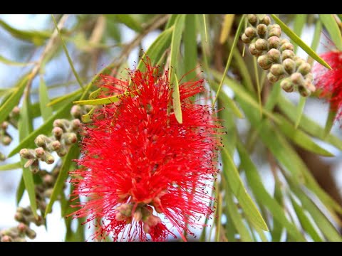 Каллистемон. Черенкование, укоренение | Callistemon