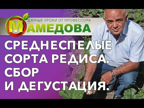 Подкормка кабачков и патиссонов.