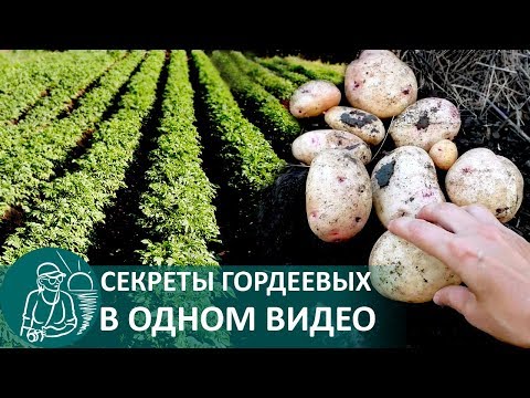 🥔 Посадка картофеля в траншеях 🌿 Выращивание по технологии Гордеевых