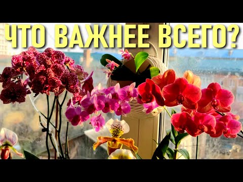 ОРХИДЕИ! ЧТО ВАЖНЕЕ ВСЕГО? БЕЗ ЧЕГО ОРХИДЕЯ ТОЧНО СМОЖЕТ ОБОЙТИСЬ! ВИДОВОЙ ФАЛЕНОПСИС И УХОД ЗА НИМ!