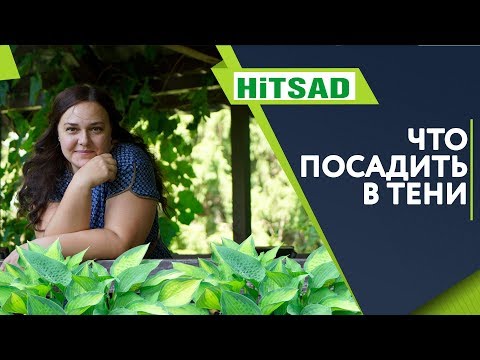 Что Посадить в Тени 🌺 Самые Тенелюбивые Растения 🌸