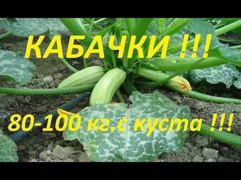 Как вырастить 80-100 кг кабачков с куста, с ранней весны, и до поздней осени !!!