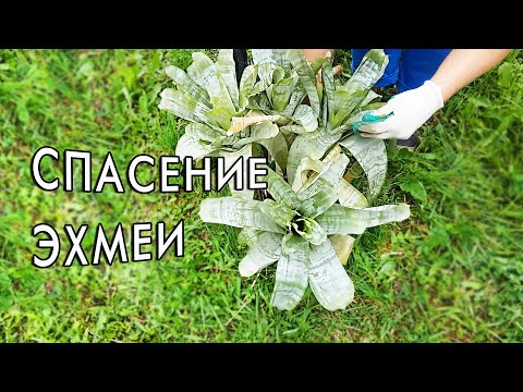 Пересадка эхмеи. Спасаю растение.