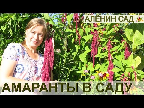 ВСЁ о выращивании АМАРАНТА!!! От посева до сбора урожая