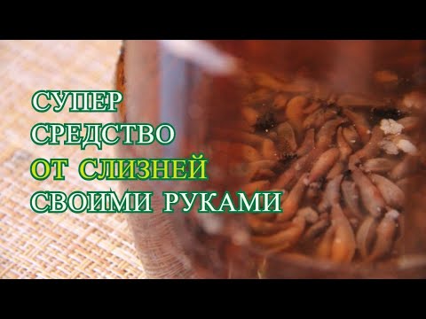 КАК ИЗБАВИТЬСЯ ОТ СЛИЗНЕЙ БЫСТРО И ЭФФЕКТИВНО! ЛОВУШКА СВОИМИ РУКАМИ.