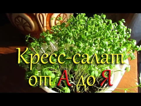 Кресс-салат. Выращивание на подоконнике от посева до сбора урожая.