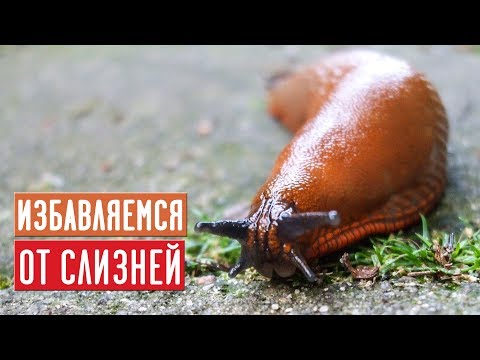 Безопасные способы борьбы со слизнями ⚡ 100% результат / Садовый гид