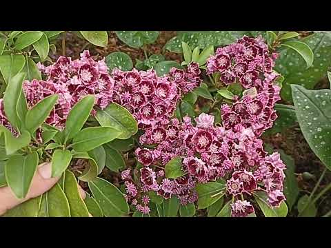 Кальмия Летшмин . Kalmia Latchmin .