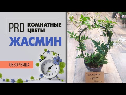 Комнатный жасмин - цветущая ароматная лиана | Секреты ухода за жасмином