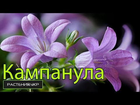 Кампанула уход в домашних условиях / Цветок жених и невеста