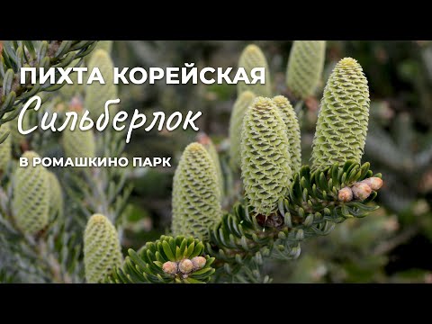 Пихта корейская Сильберлок: сорт для маленьких садов