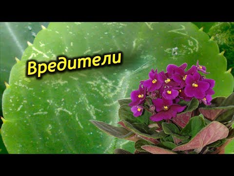 Вредители!!! Как распознать вредителей на фиалках и что с ними делать?