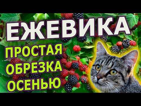 ОБРЕЗКА ЕЖЕВИКИ ОСЕНЬЮ. Как обрезать ежевику осенью. Как выращивать ежевику. Выращивание ежевики.