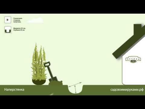 Наперстянка. Инструкция по посадке. СадСвоимиРуками