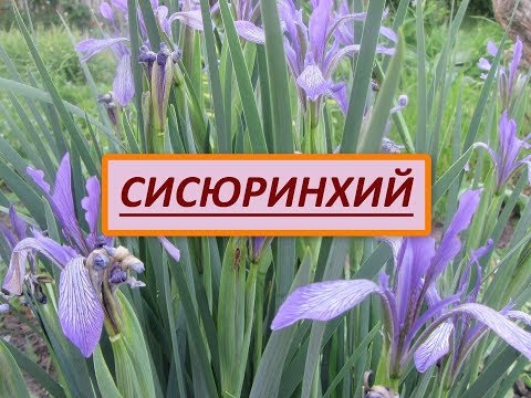 Сисюринхий, растение из семейства ирисовых. Описание, особенности ухода