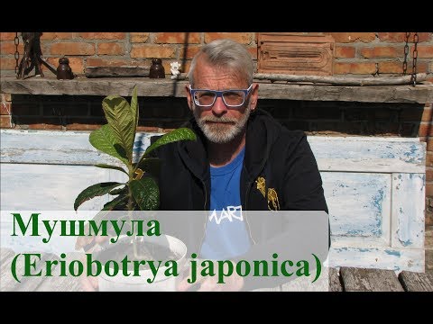 Мушмула (Eriobotrya japonica)