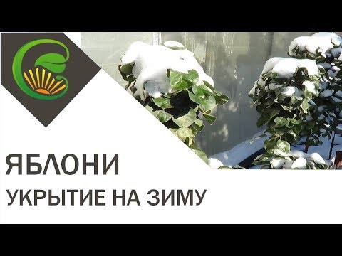 Как я укрываю на зиму колоновидные яблони на зиму