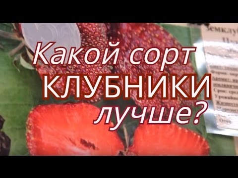 Сорта клубники. Ответ специалиста.