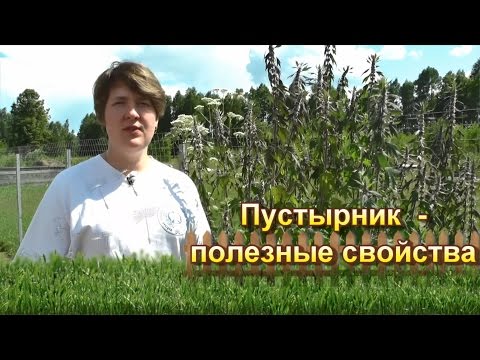 Пустырник - полезные свойства