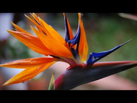 Пересадка стрЕ😆лиции(Strelitzia reginae)