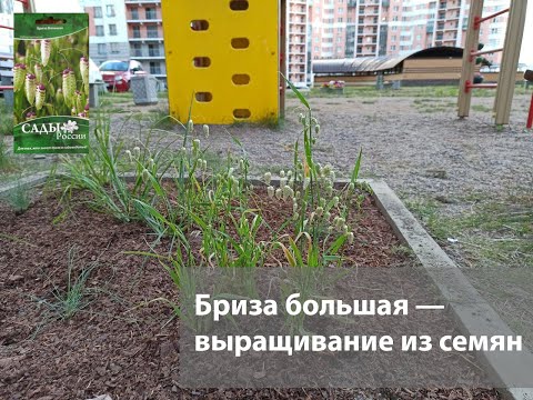 Бриза большая. Первый опыт выращивания из семян.