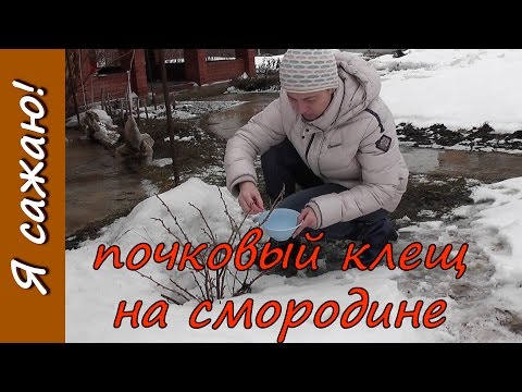 Обработка СМОРОДИНЫ ранней весной. Борьба с вредителями. Почковый КЛЕЩ. Я сажаю.