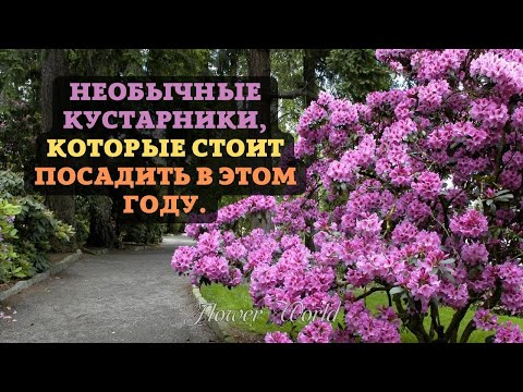 Необычные кустарники, которые стоит посадить в этом году.😍🌸