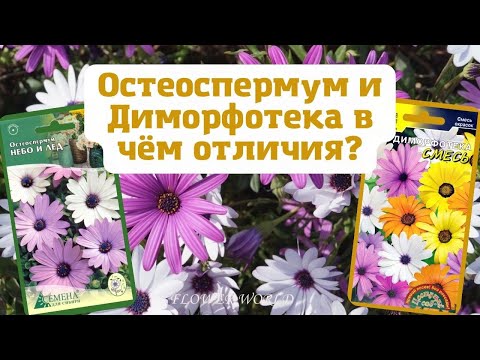 Остеоспермум и Диморфотека в чём отличия?🧐