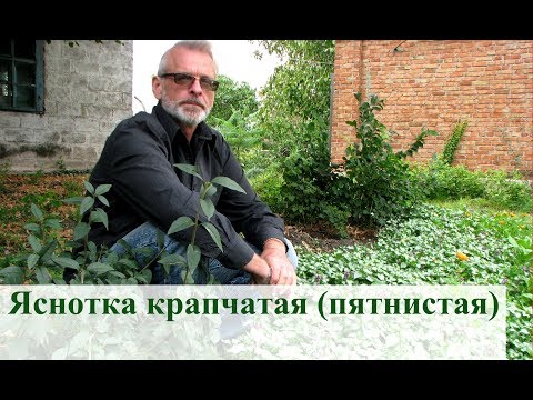 Яснотка крапчатая (пятнистая)