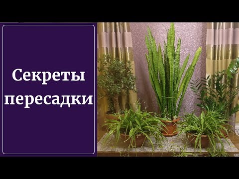 Пересадка сансевиерии! Особенности! Метод, лучший грунт и мн. др.