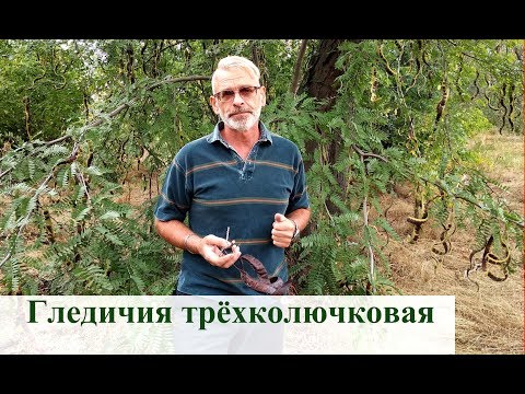 Гледичия трёхколючковая