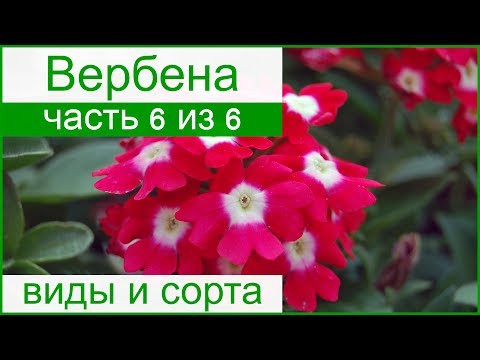 🌺 Виды и сорта вербены садовой