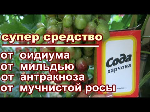 CОДА ПИЩЕВАЯ + ЙОД+ МАРГАНЕЦ от ОИДИУМА, МИЛЬДЬЮ АНТРАКНОЗА.. ОПРЫСКИВАЕМ во время созревания ягод