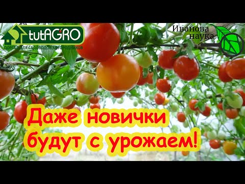 5 НАДЕЖНЫХ СОРТОВ ТОМАТОВ, которые ВСЕГДА дают урожай. Самые адаптивные сорта помидоров для вас!