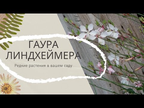 Гаура - Редкие Растения В Саду