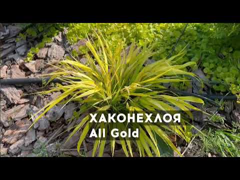 Хаконехлоя «All Gold”