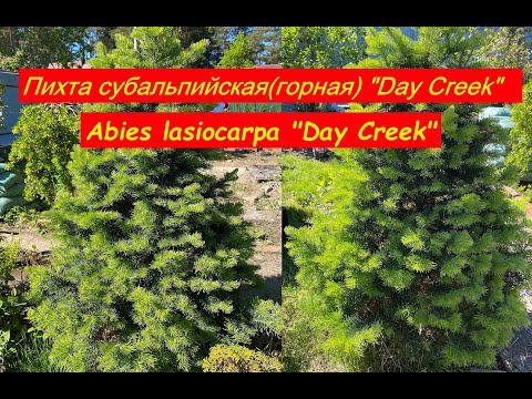 Пихта субальпийская(горная)&quot;Day Creek&quot; (Abies lasiocarpa&quot;Day Creek&quot;)