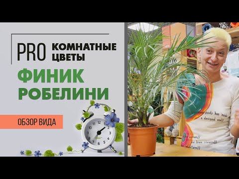 Финик Робелини - карликовая домашняя пальма | Уход за пальмой в домашних условиях