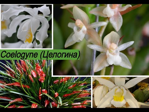 Орхидеи Целогинa (Coelogyne) Целогиновые (Coelogyneae)