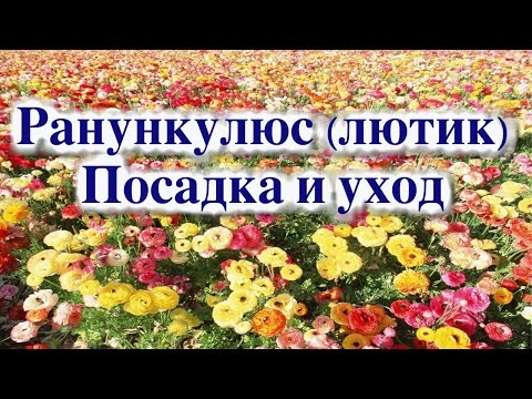 РАНУНКУЛЮС (ЛЮТИК). ПОСАДКА И УХОД