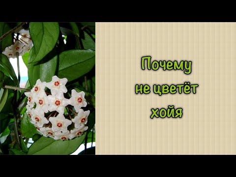 Почему не цветет хойя