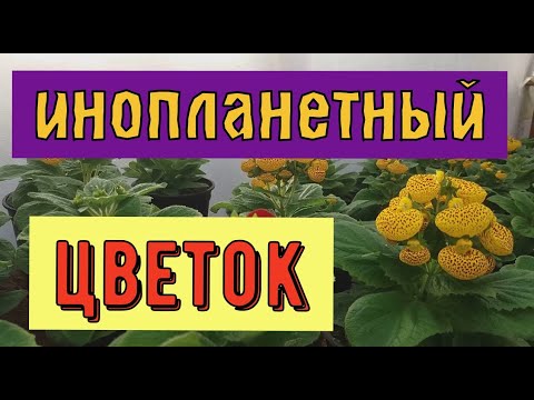 Кальцеолярия. Выращивание к 8 марта.