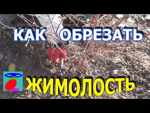 Обрезка жимолости. Как обрезать жимолость.