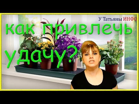 Комнатные растения приносящие богатство – денежные деревья - Блог The Plant