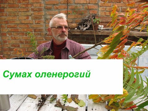 Сумах оленерогий