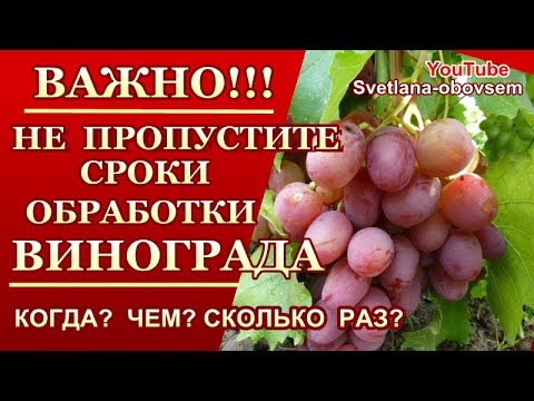 ОБРАБОТКА ВИНОГРАДА С РАННЕЙ ВЕСНЫ ДО СБОРА УРОЖАЯ...ОТ ОИДИУМА, МИЛДЬЮ , АНТРАКНОЗА,КЛЕЩЕЙ