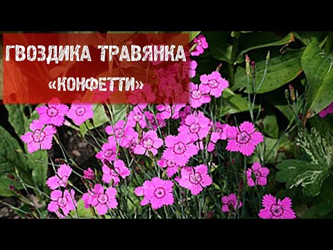 ГВОЗДИКА ТРАВЯНКА &#039;КОНФЕТТИ&#039;