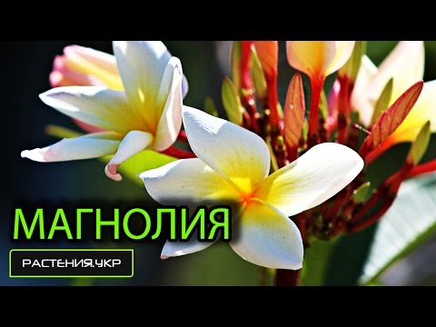 Магнолия посадка и уход / декоративные деревья